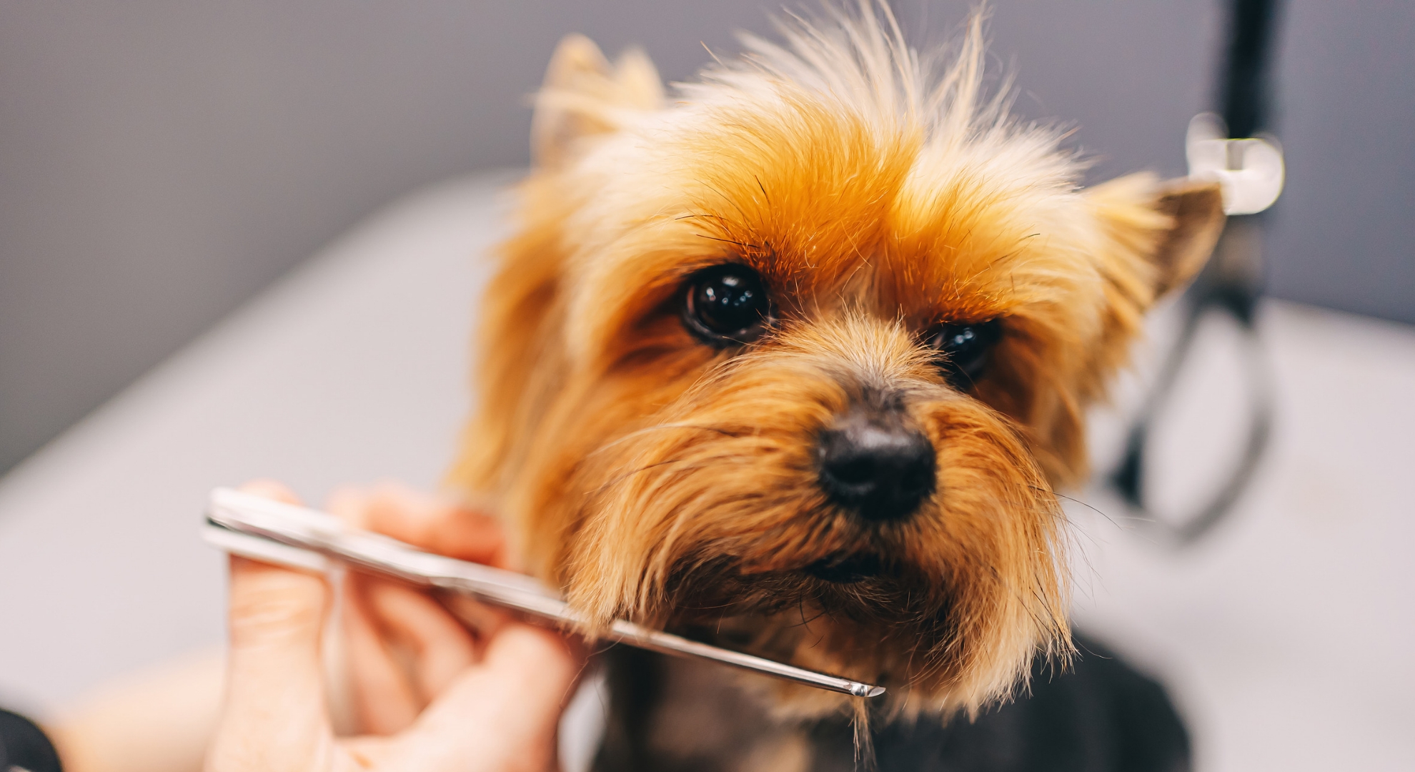 Você está visualizando atualmente Curso para Tosar Cachorro